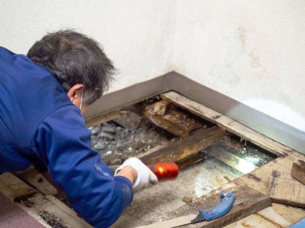 Professional Mold Removal in Emporium, PA
