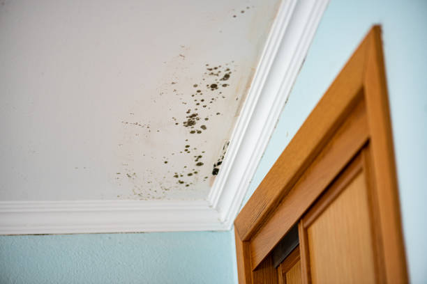 Best Certified Mold Removal  in Emporium, PA