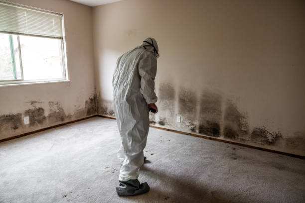 Home Mold Removal in Emporium, PA