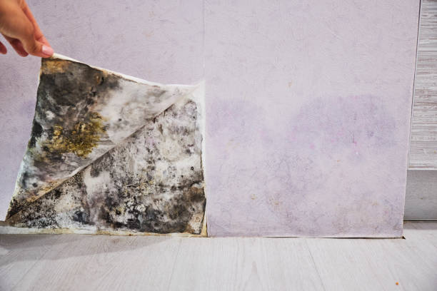 Best Commercial Mold Removal  in Emporium, PA